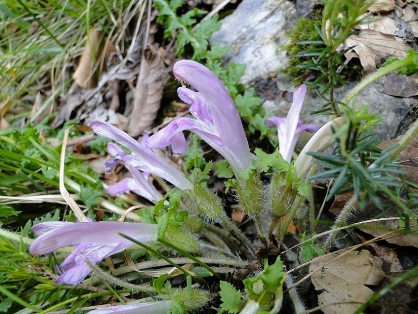 Pedicularis acaulis Scop. / Pedicolare primaticcia